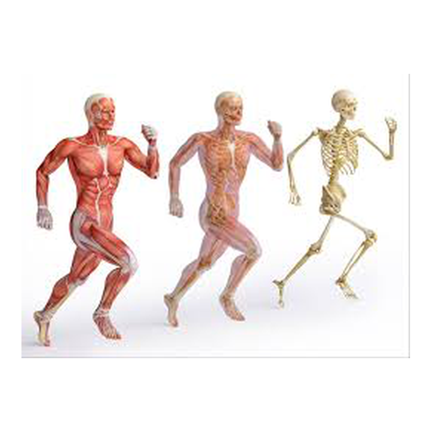 OSTEOARTICULAR Y MUSCULAR